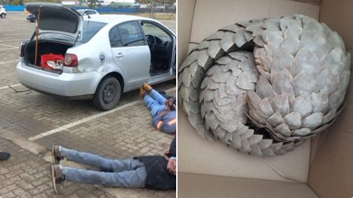 Suspects Arrested at Mahikeng Mall for Attempting to Sell Endangered Pangolins