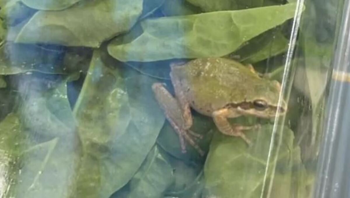 Frog found in a ‘triple washed’ spinach pack [Video]