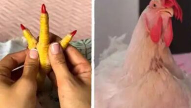 Lady Spends Money on Her Pet Chicken, Takes It to Spa Like Human Being