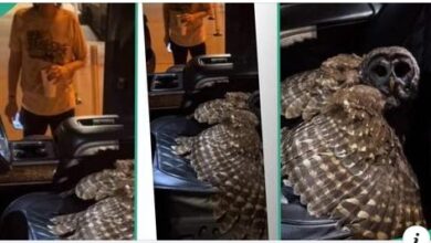 "Sign that Death is Very Near": In a viral video, Huge OWL  sat in his driver's seat and kept staring at him without leaving the spot 