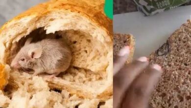 Sasko is baking rats - SA Feels Sick After Customer Shows Rat Chopped Up in Bread