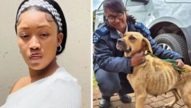 Influencer Charged After Abused Dog Bobby Rescued by NSPCA