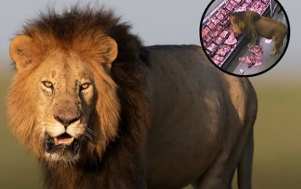 A Wild Lion Invades a Limpopo Grocery Store for a Free Meal 