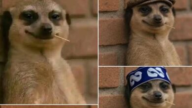 7 interesting facts about Meerkats, the animal in the viral meme