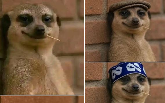 7 interesting facts about Meerkats, the animal in the viral meme