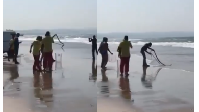 A Black Mamba found in a Durban Beach - Video