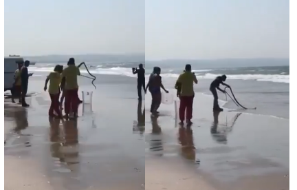 A Black Mamba found in a Durban Beach - Video
