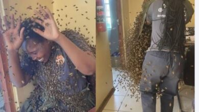 35-Year-Old Woman Dies After Bee Attack At Work
